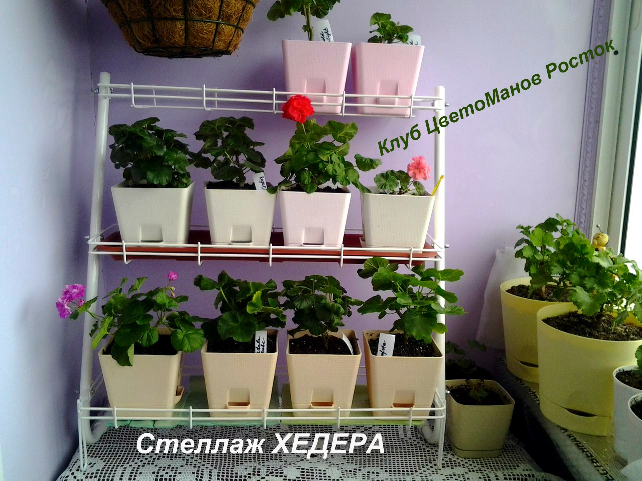 стеллаж для рассады и растений трехъярусный. Фото N23